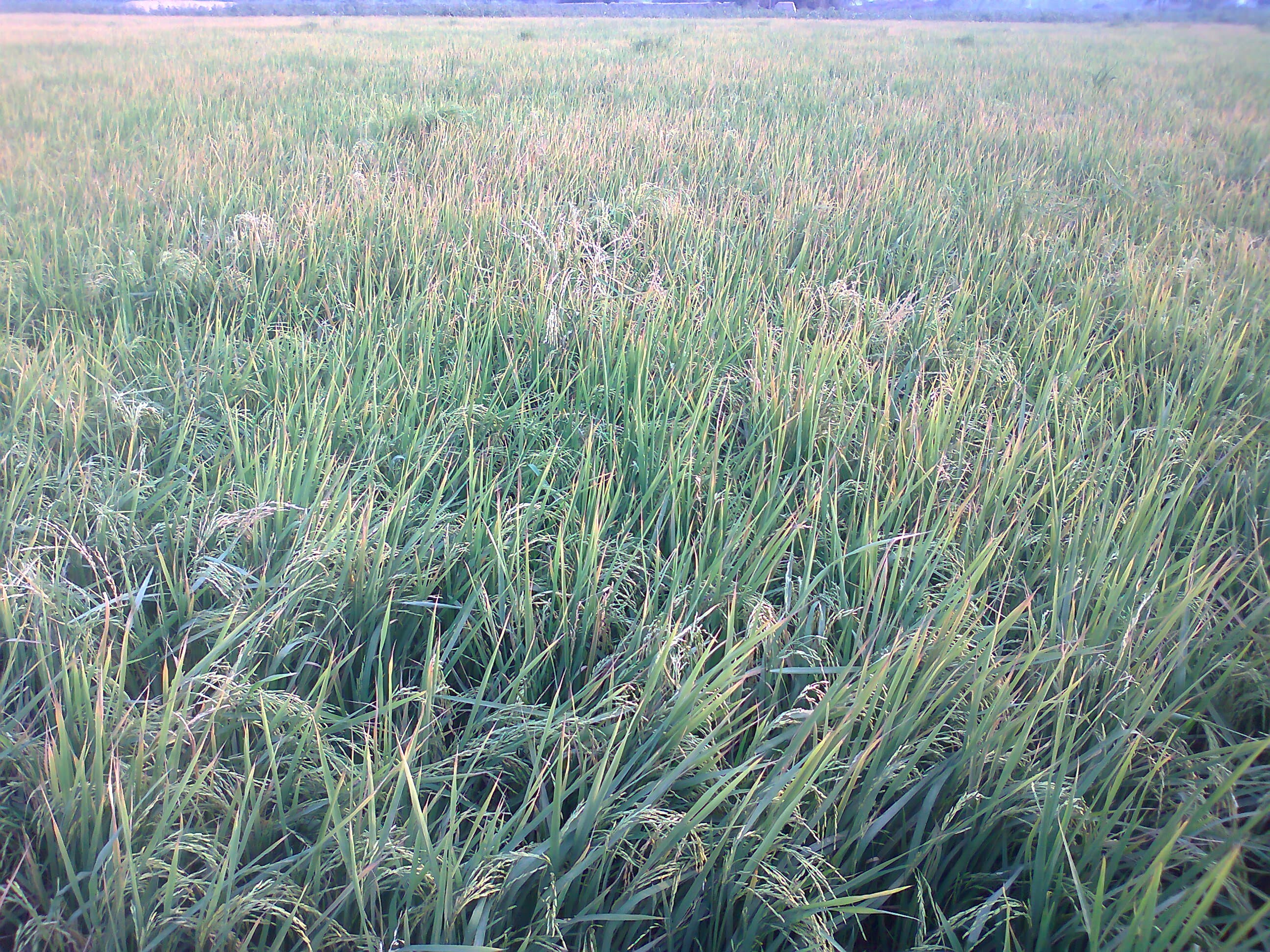 Rice crop in Timanwala, Punjab, Pakistan